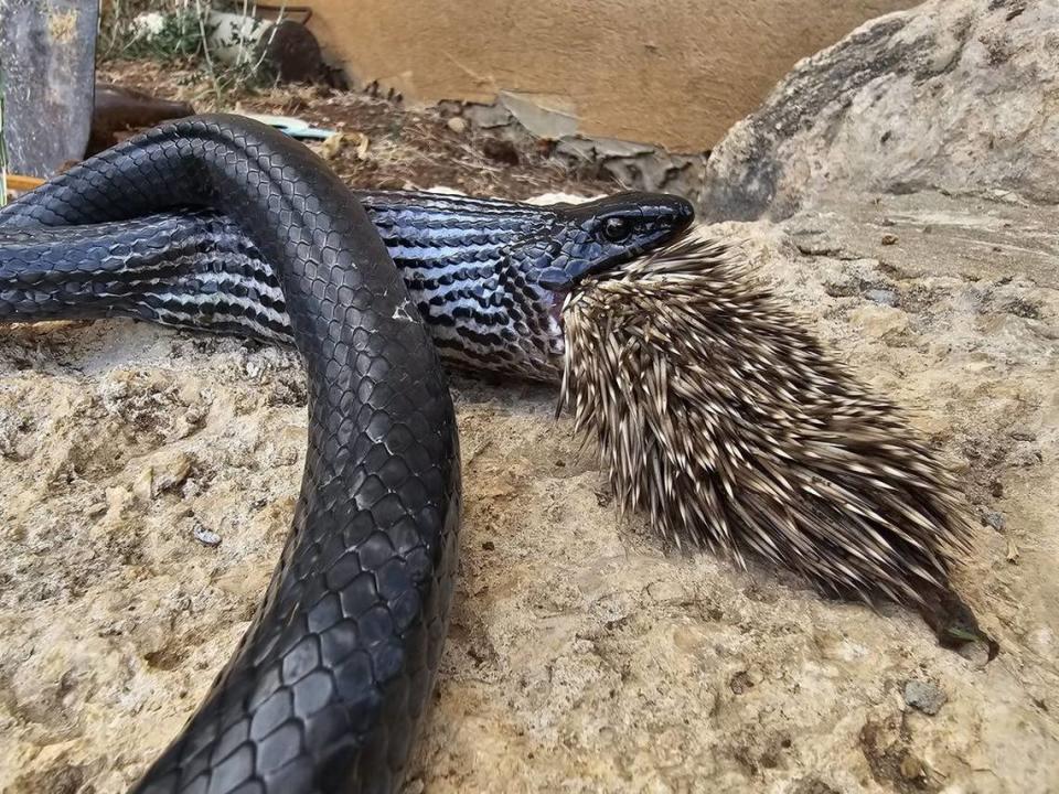 A non-venomous black snake died trying to devour a porcupine near Shoham in Israel.