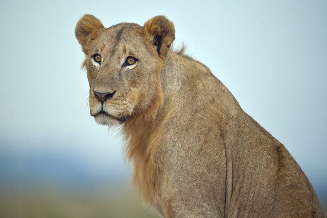 Outrage over raffle offering chance to kill a lion as 'prize'