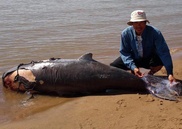 A man is seen handling a net tangled on the tail of a dead dolphin, along the Mekong river, in Kratie province, some 300 km northeast of Phnom Penh, on December 16, 2005
