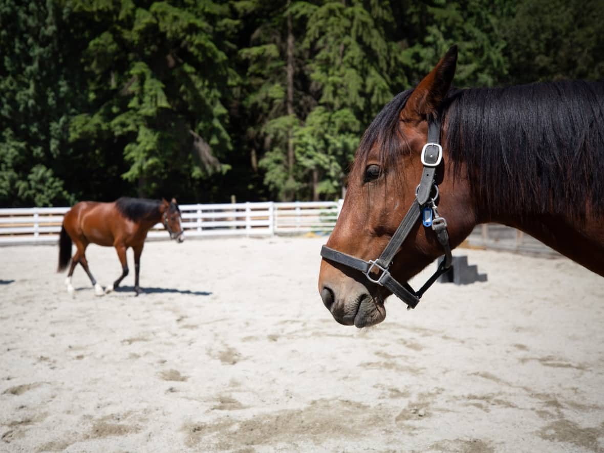 Three horses are seen at Stanley Park in Vancouver. A ranch owner in Kamloops, B.C., has been criticized by the province's solicitor general for refusing to accept vaccinated patrons. (Maggie MacPherson/CBC - image credit)