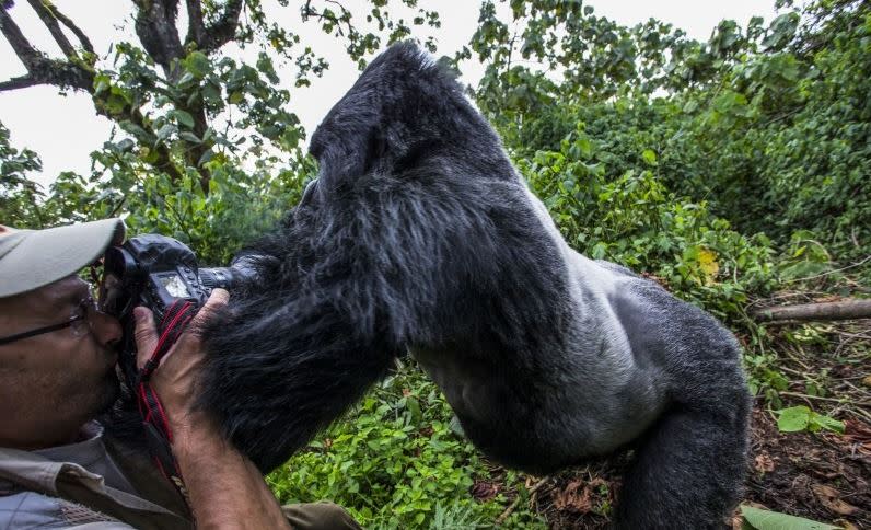 …allerdings nahezu betrunken. Der wütende Gorilla schob den Fotografen zu Seite, trampelte ihn zu Boden und hinterließ laut Courteau eine „Souvenir-Narbe“ auf seiner Stirn. „Ich fühlte all seine Macht und sein Gewicht auf meinem Körper. Es war wie von einem Zug erfasst worden zu sein“, erzählt der Fotograf der Agentur Caters. „Ich werde das mein Leben lang nicht vergessen“, fügt er hinzu. (Bild: Caters)