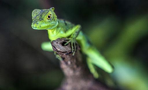 Una iguana verde en unna tienda de mascotas exóticas y peligrodas en Managua, Nicaragua, el 12 de junio de 2014. (AFP | Inti Ocon)