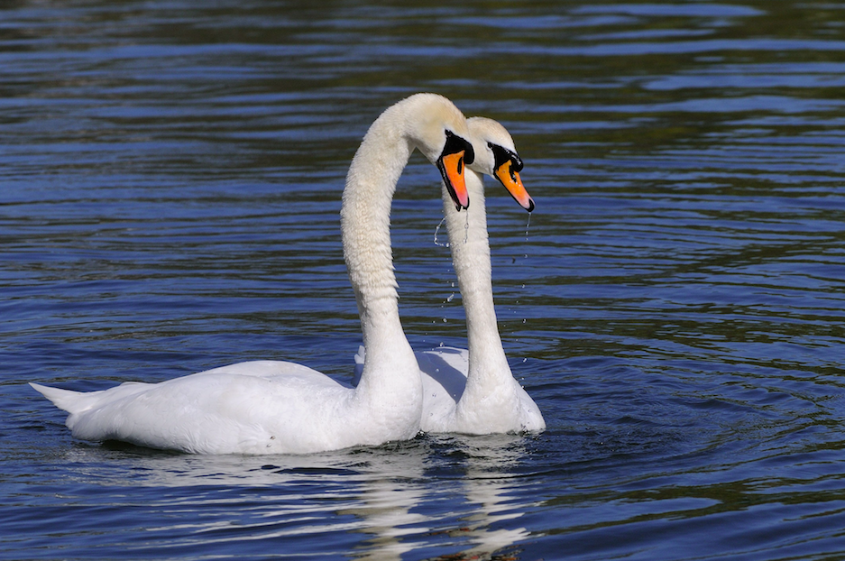 <em>Swans have reportedly been found mutilated in London parks (Rex/stock photo)</em>