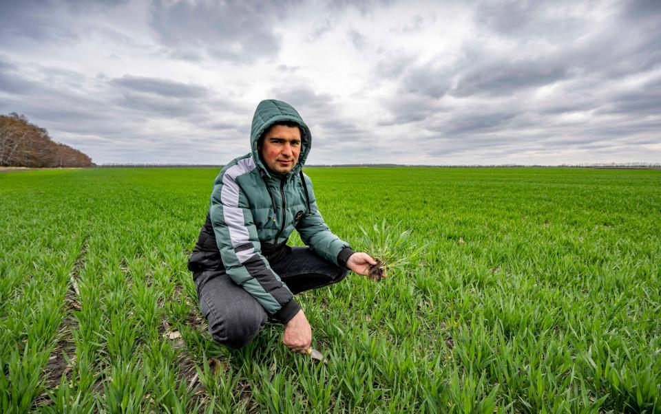 Anton Vasylenko of Gas Argo Agricultural Company that grows wheat,Corn and produces Sunflower Oil in a field of winter wheat - Paul Grover/Telegraph