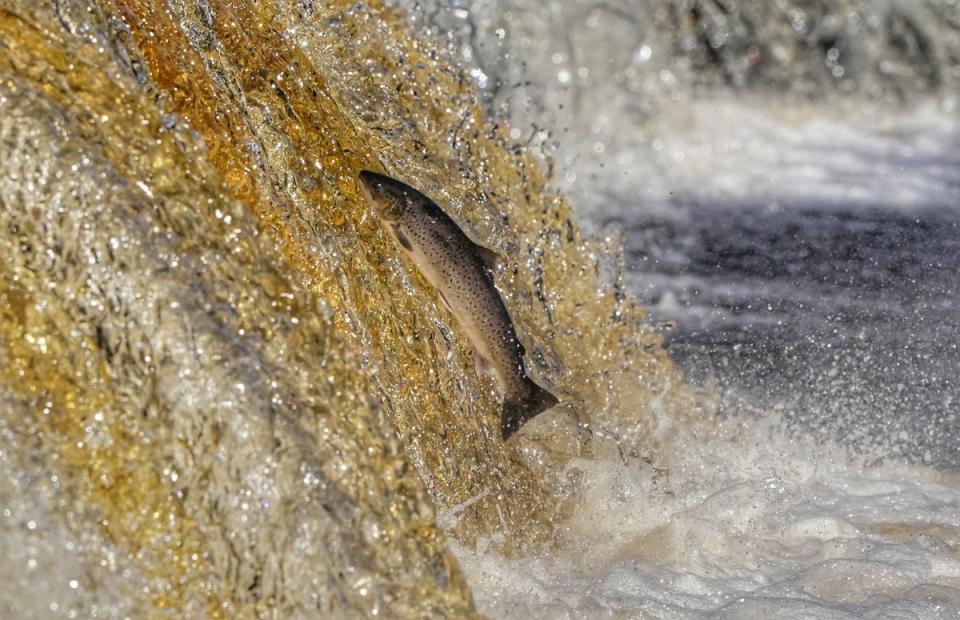 1 September 2022: A salmon leaps up the weir at Hexham in Northumberland, despite the drought warnings and low water levels, the River Tyne is still flowing well allowing the salmon and sea trout to head up river to spawn. Every year tens of thousands of salmon make the once-in-a-lifetime journey along the Tyne to spawn, having been out a sea (PA)