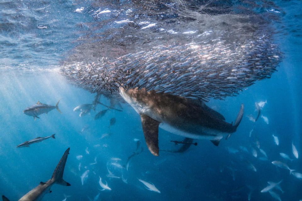 生物多樣性與人類共存共榮，大自然提供生存的基本條件、滋養我們的生活品質，甚至抵禦氣候危機。但是，地球只有1%公海受到保護。