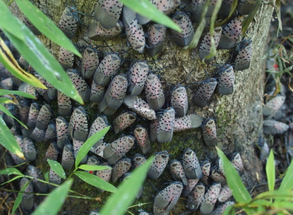 <span class="caption">In seven years, the lanternfly has spread from Berks County, northwest of Philadelphia, to large areas of Pennsylvania and New Jersey, and both south and north.</span> <span class="attribution"><a class="link " href="https://news.psu.edu/photo/535597/2018/09/10/spotted-lanternfly-tree" rel="nofollow noopener" target="_blank" data-ylk="slk:Penn State/E. Swackhamer;elm:context_link;itc:0;sec:content-canvas">Penn State/E. Swackhamer</a></span>