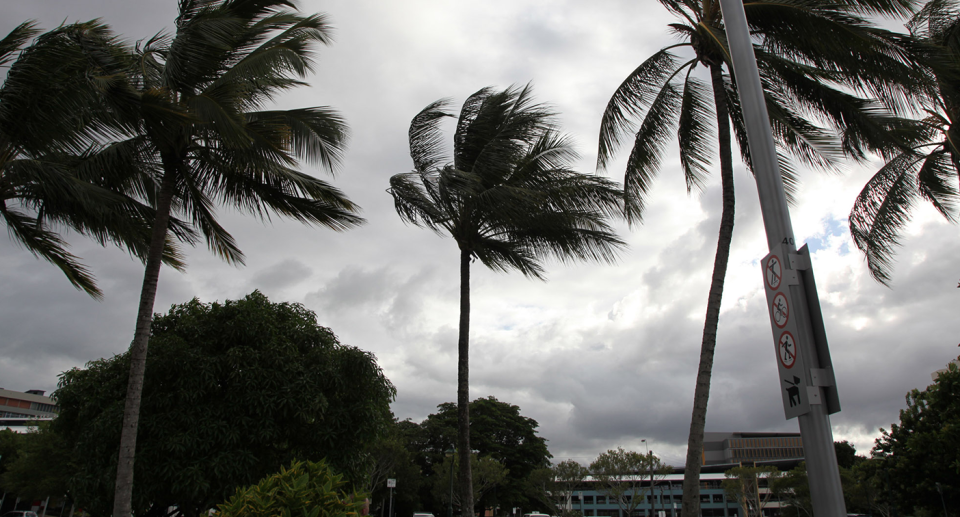 A stock image of palm trees blowing on an overcast day.