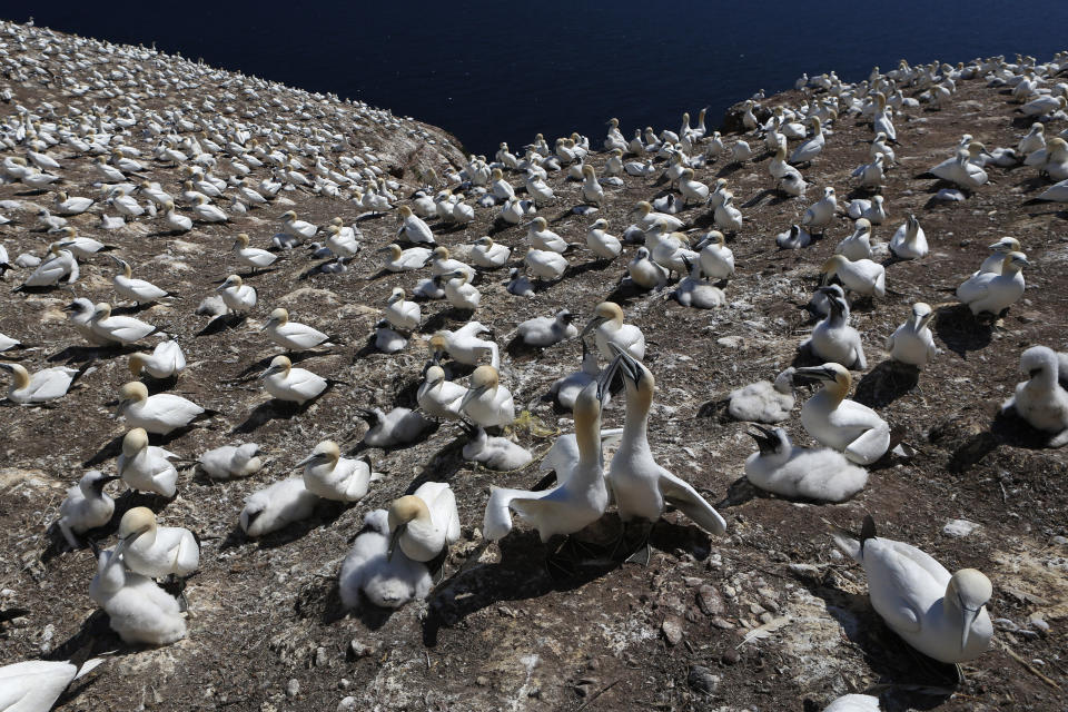 FILE - A colony of northern gannets and their chicks covers a section of Bonaventure Island off the Gaspe Peninsula, July 31, 2017, in Quebec, Canada. With less food, rising sea levels encroaching islands where birds roost and increasingly frequent hurricanes wiping nests away, many seabirds have been having fewer chicks, researchers said. (AP Photo/Robert F. Bukaty, File)