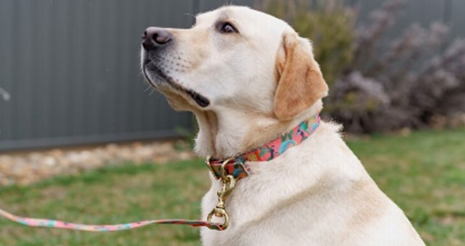 A golden retriever wearing a pink lead and collar