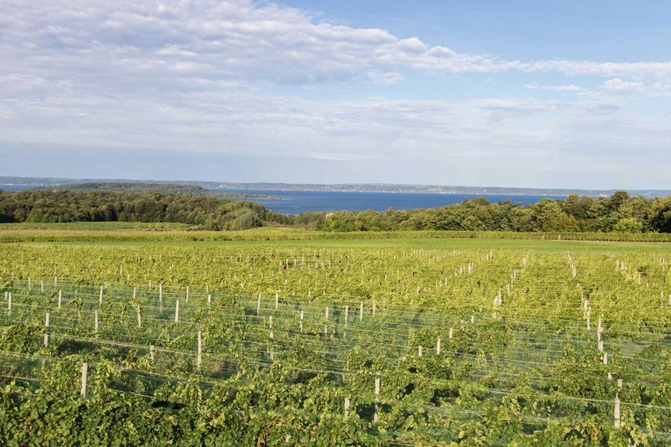 Vineyard on the Old Mission Peninsula in Traverse City Michigan an area know for it's local wine.