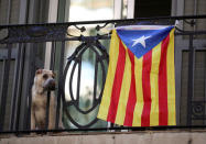 A dog sits on a balcony decorated with an Estelada (Catalan separatist flag) during the regional national day 'La Diada' in Barcelona, Spain, September 11, 2017. REUTERS/Albert Gea