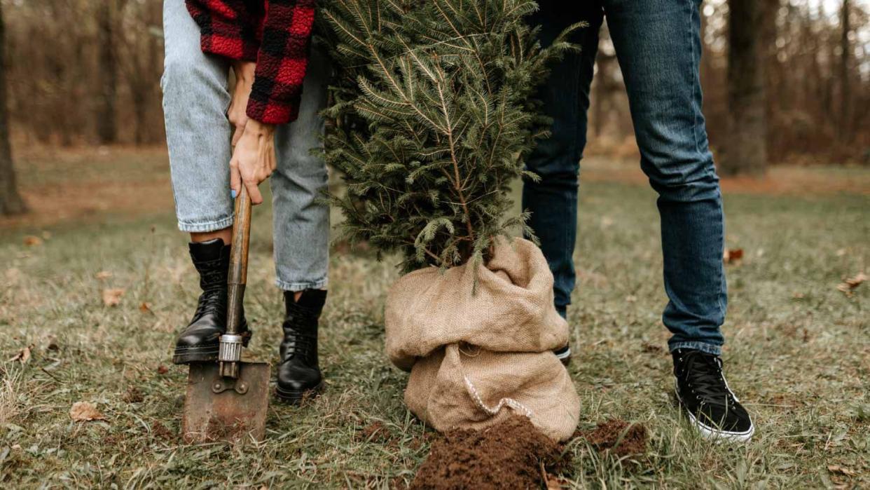 A couple planting a Christmas tree