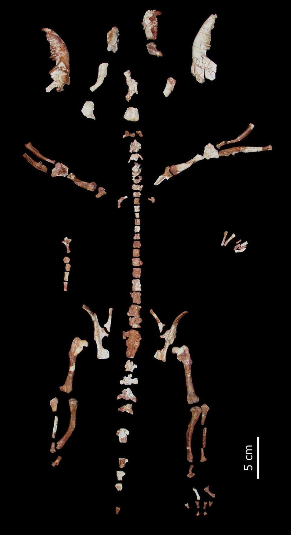 This near-complete ancient marsupial skeleton likely dates from the middle Eocene period, 43 million to 44 million years ago. <cite>Murat Maga</cite>