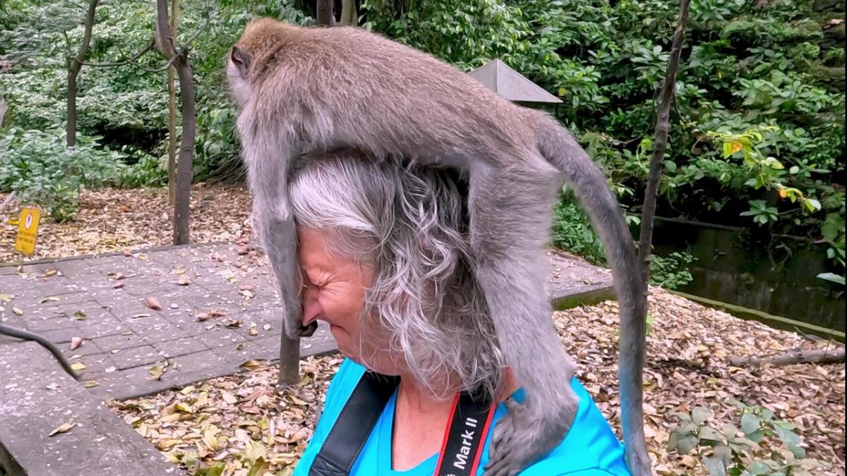 Monyet di Indonesia menarik hidung turis