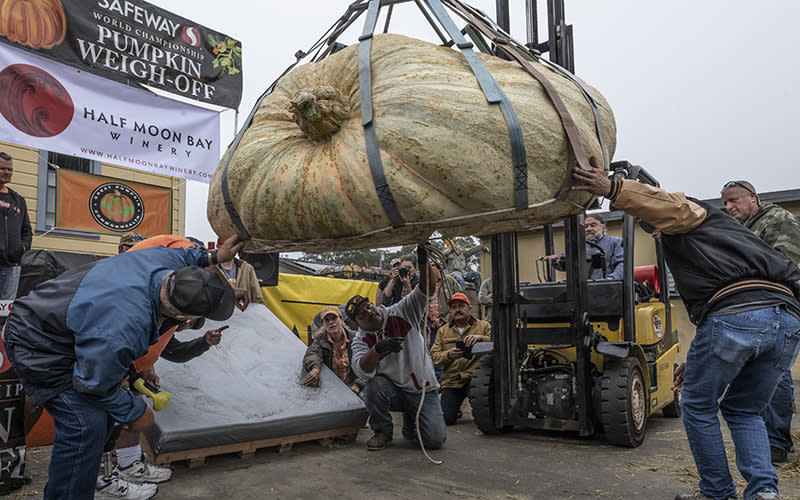 A large pumpkin is inspected prior to weighing