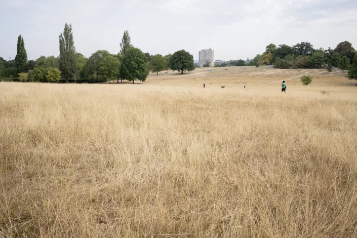 A landscape of parched brown grass in Brockwell Park in London.