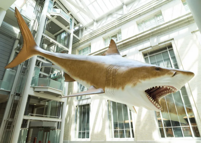 Megalodon shark (52-feet long) exhibit at the Smithsonian Institution's National Museum of Natural History in Washington, D.C.