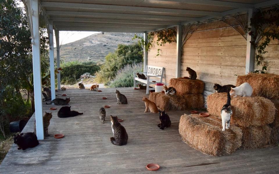 The cats live on a sanctuary in Syros, a Greek island in the Cyclades - Facebook