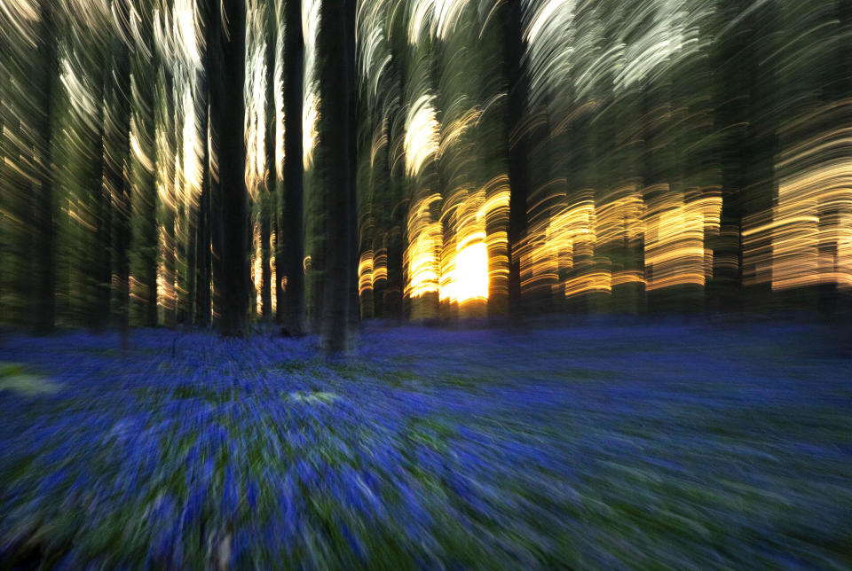 In this zoom effect with slow shutter speed, The sun rises through the trees as Bluebells, also known as wild Hyacinth, bloom in the Hallerbos forest in Halle, Belgium, on Thursday, April 16, 2020. Bluebells are particularly associated with ancient woodland where it can dominate the forest floor to produce carpets of violet–blue flowers. (AP Photo/Virginia Mayo)