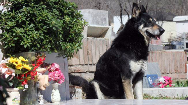 Dog stands guard over owner’s grave