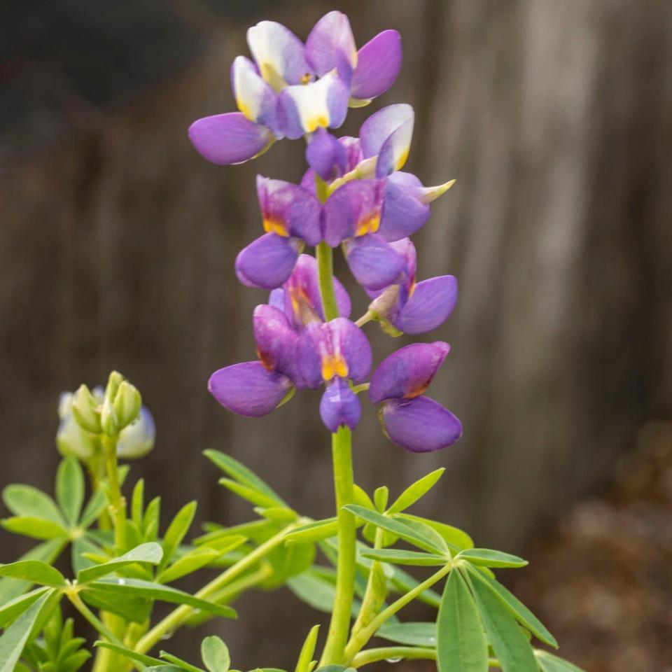 Sweet lupin - Garey Lennox/Alamy Stock Photo