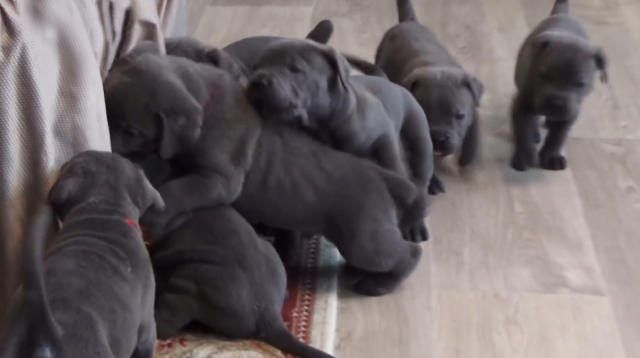 Laughter As Huge Male Cane Corso Unimpressed With Lively Litter Of Puppies