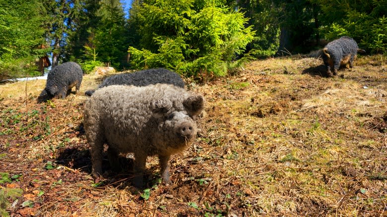 Wooly-haired Mangalitsa pig in field