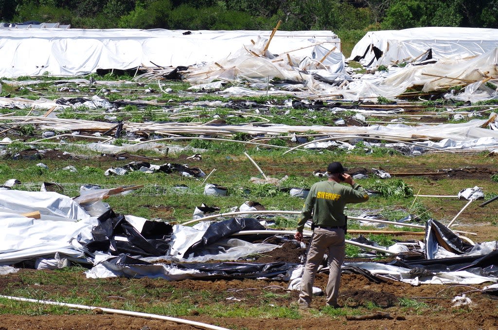 Drought-Marijuana-Water Thefts (ASSOCIATED PRESS)