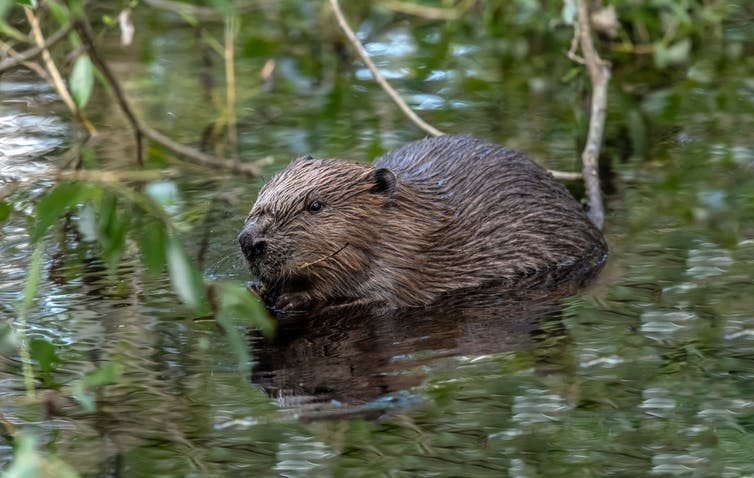 <span class="caption">The return of beavers (Castor fiber) to Scotland 500 years after they were made extinct is a reminder that many parts of the world are getting wilder.</span> <span class="attribution"><a class="link " href="https://www.shutterstock.com/image-photo/beaver-river-summer-time-1137219233?src=4HryuSlV5MoBffH_wNLZ5w-1-0" rel="nofollow noopener" target="_blank" data-ylk="slk:Abi Warner/Shutterstock;elm:context_link;itc:0;sec:content-canvas">Abi Warner/Shutterstock</a></span>