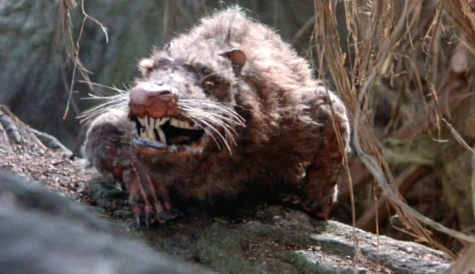 terrifying possum with sharp teeth