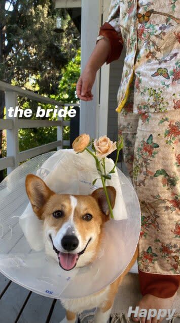 Emily Ratajkowski has wedding for dogs