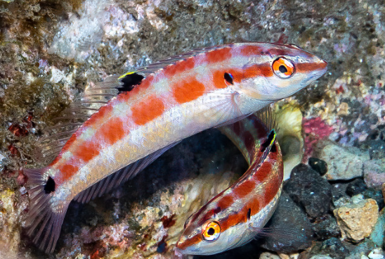 Two females of the newly discovered species Halichoeres sanchezi, or the tailspot wrasse. (Credit: Allison & Carlos Estape; Courtesy of Scripps Institution of Oceanography)