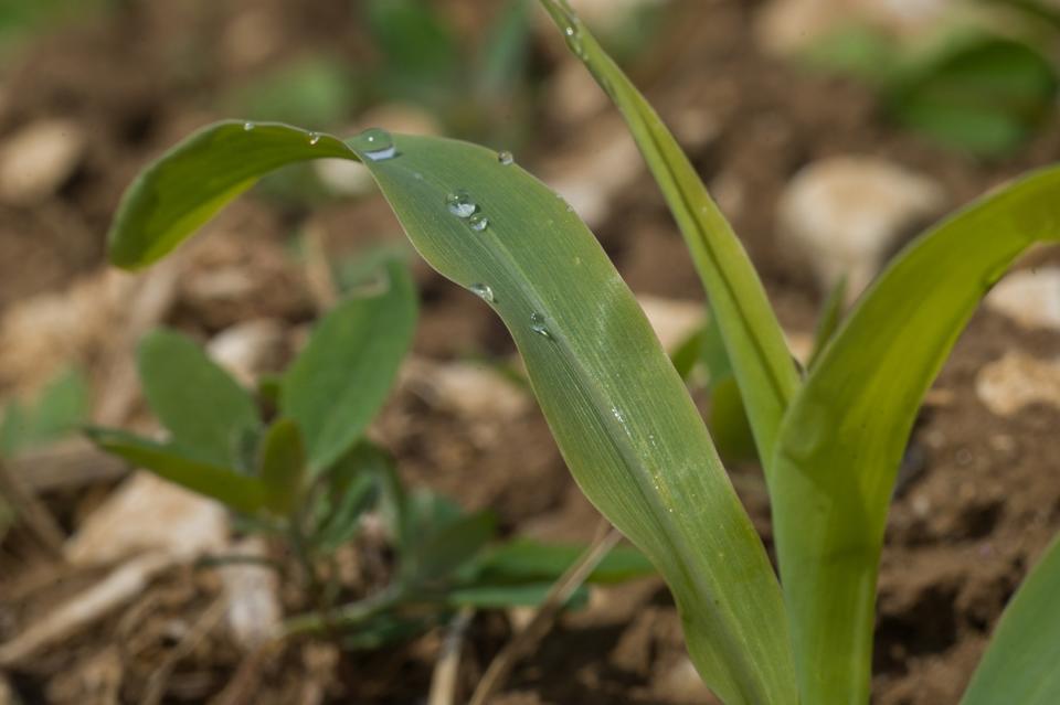 <span>Une jeune pousse de maïs dans le champ de Pas-de-Jeu, dans l'ouest de la France, prise le 5 mai 2014</span><div><span>GUILLAUME SOUVANT</span><span>AFP</span></div>