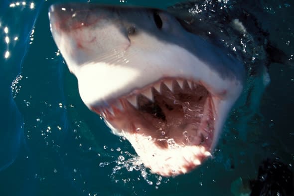 man-killed-great-white-shark-spearfishing-australia