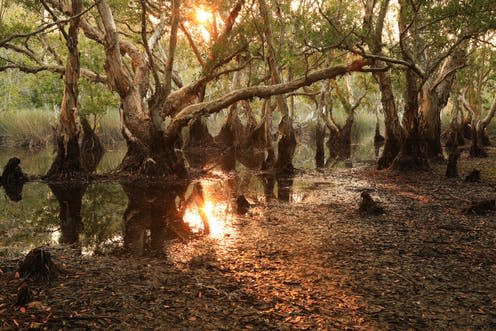 <span class="caption">Tropical peat swamps like this are being cleared at record rates. </span> <span class="attribution"><a class="link " href="https://www.shutterstock.com/image-photo/melaleuca-cajuput-trees-on-peat-swamp-1324792253" rel="nofollow noopener" target="_blank" data-ylk="slk:Jamikorn Sooktaramorn/ Shutterstock;elm:context_link;itc:0;sec:content-canvas">Jamikorn Sooktaramorn/ Shutterstock</a></span>