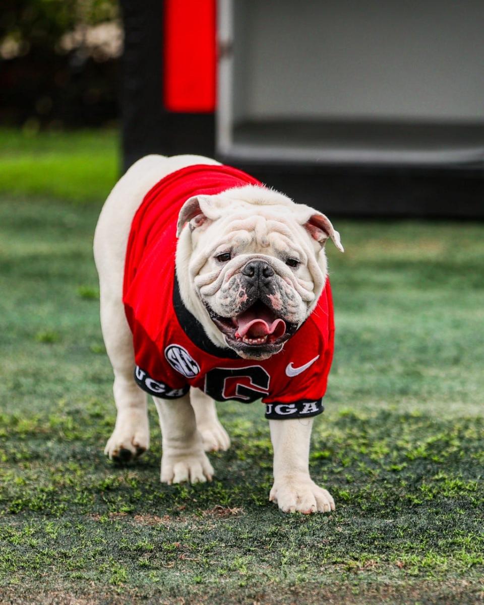 Georgia's new Bulldog live mascot 'Boom' becomes Uga X!. A collaring ceremony will be held Saturday at the G-Day game.