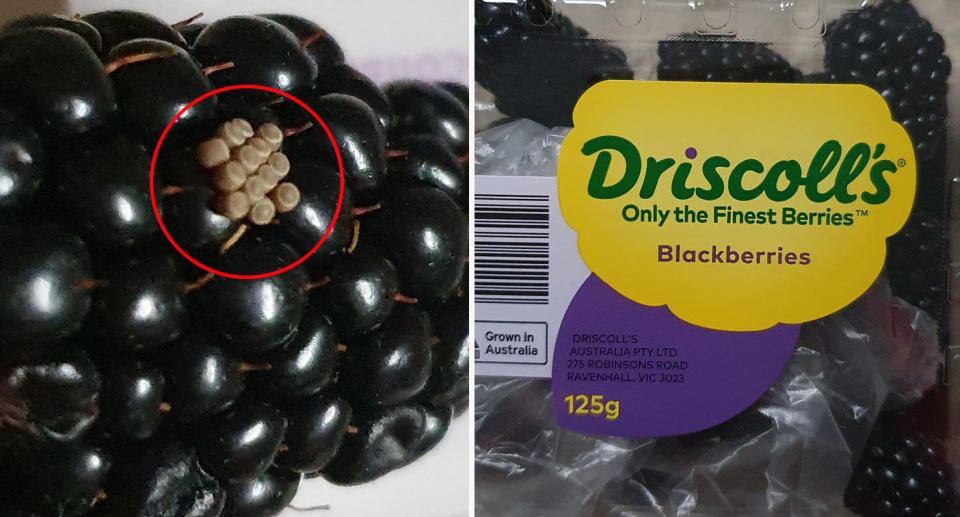 Insect eggs on Aldi blackberries 