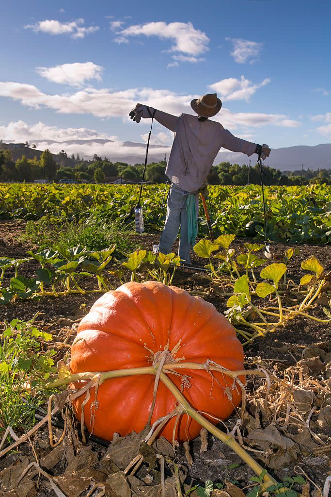 Visit a fall harvest festival