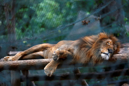 A lion sleeps inside a cage at the Caricuao Zoo in Caracas, Venezuela July 12, 2016. REUTERS/Carlos Jasso