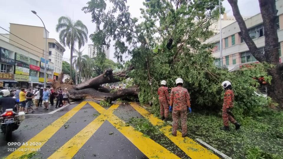 The giant Angsana tree at Perak Road fell over and crushed a car driving by at about 9.30am April 27, 2021.