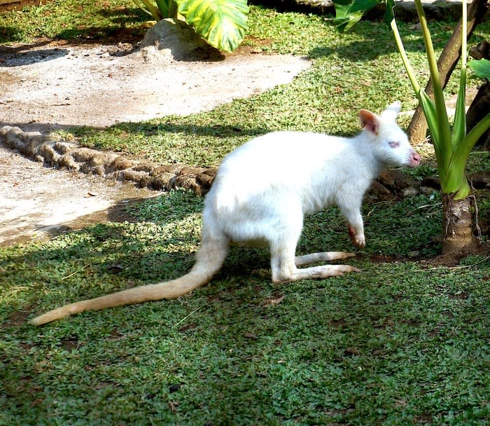 Bennet Wallaby from Australia: This zoo, which opened in 2010, has so far kept the exhibits well-maintained and the animals seem healthy and well-fed. (