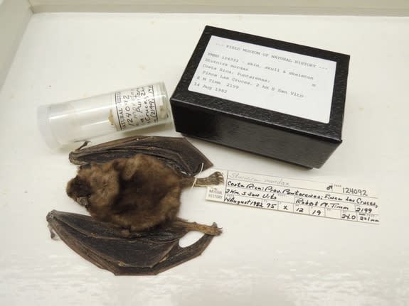 Scientists took DNA samples from dozens of museum specimens to shed light on the diversity and biological history of yellow-shouldered bats.