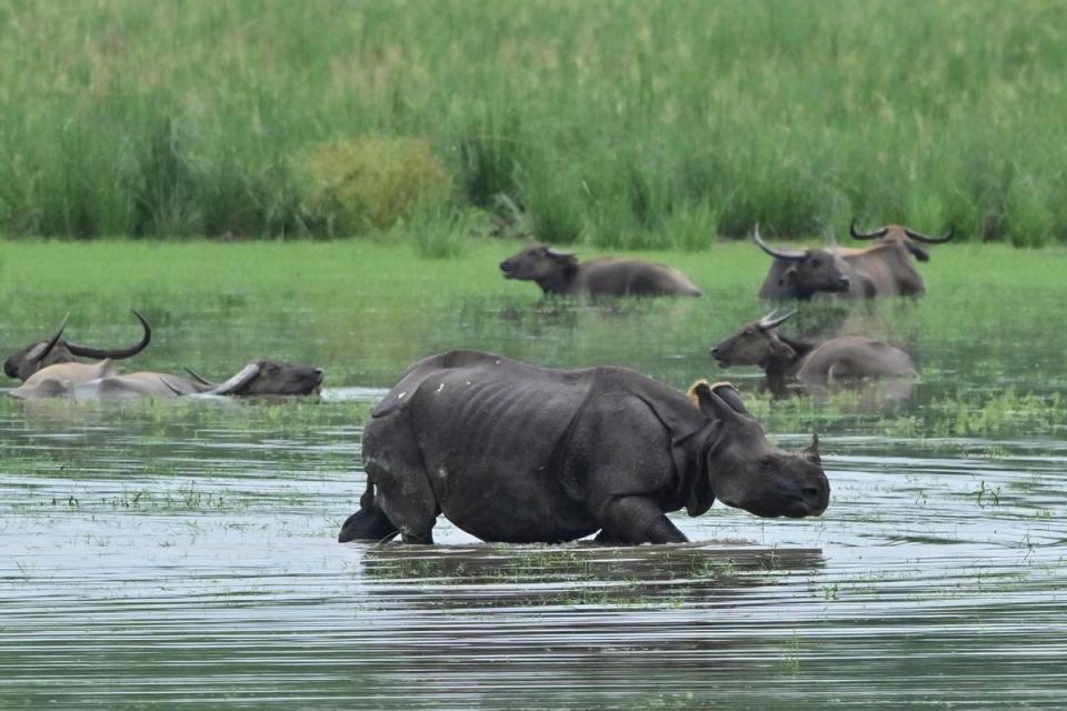 An one-horned rhinoceros wades through flood water at the Pobitora Wildlife Sanctuary in Morigaon district of India's Assam state (AFP via Getty Images)