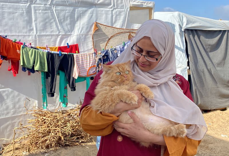 Three cats bring scintilla of joy to displaced children in Gaza
