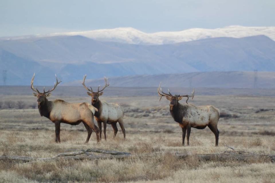 Elk roam the 580-square mile of the Hanford site nuclear reservation, including the Hanford Reach National Monument. Department of Energy