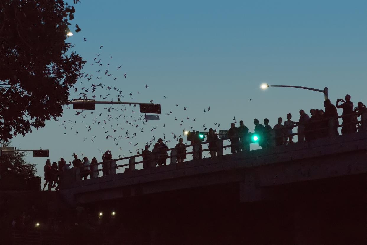 Watching Mexican Free-Tailed Bats at Waugh Drive Bridge in Houston, TX