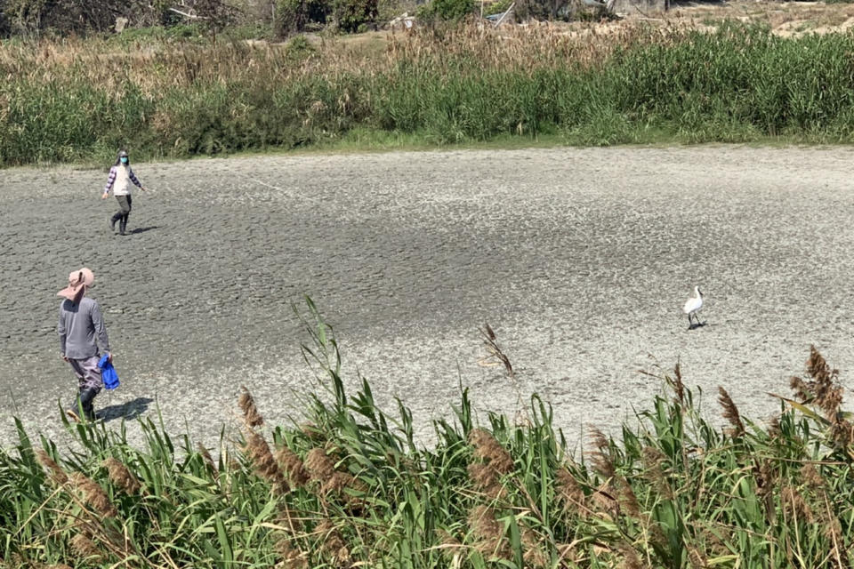 台南市生態保育學會人員1周前在學甲濕地生態園區旁魚塭發現1隻疑似受傷黑面琵鷺，昨天發現這隻黑面琵鷺已無法覓食，經通報台南市政府農業局及特生中心七股站，決定進行捕捉送醫治療。（台南市生態保育學會提供）
