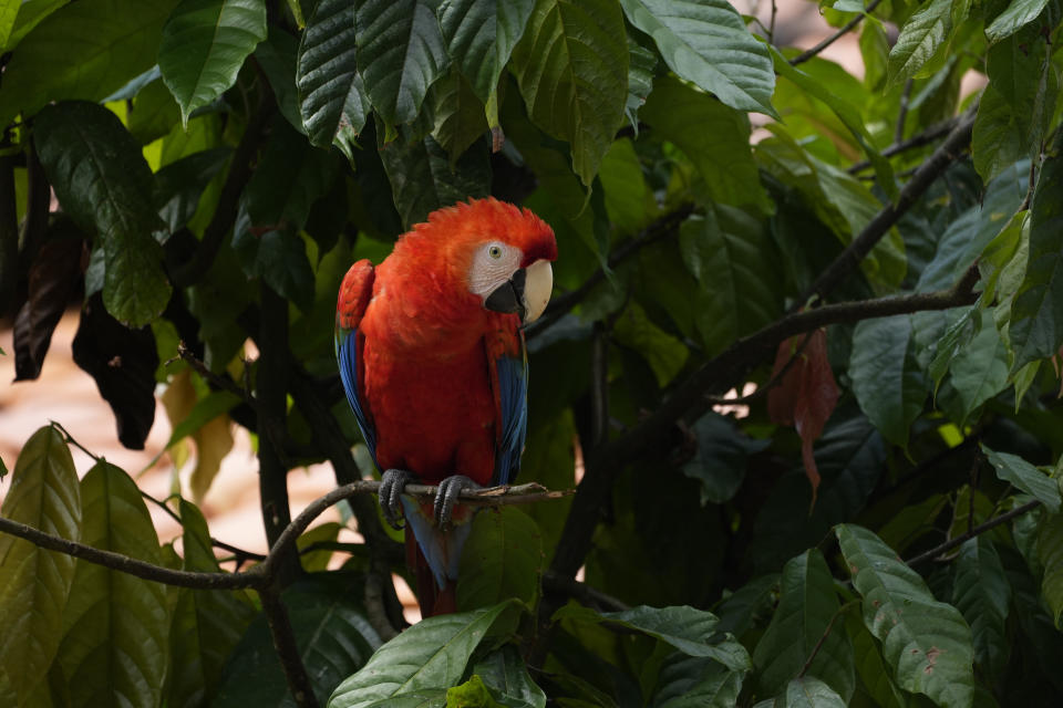 Red macaw of the indigenous Kapari Tembe sits in a tree near a house in the Tenetehar Wa Tembe village in the Alto Rio Guama Indigenous territory, in Paragominas municipality, in Para state, Brazil, Tuesday, May 30, 2023. (AP Photo/Eraldo Peres)