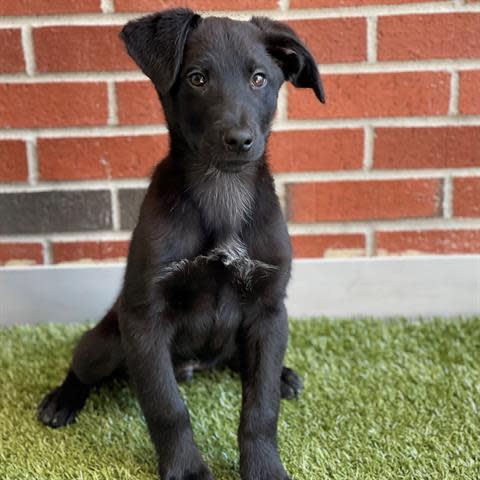 Dylan and his brother, Cole, were strays in Edmond that no one claimed. They are 15 weeks old now and ready to go home with you. Can be adopted either separately or together. To meet Dylan, call 405-216-7615 or visit the Edmond Animal Shelter at 2424 Old Timbers Drive in Edmond during open hours.